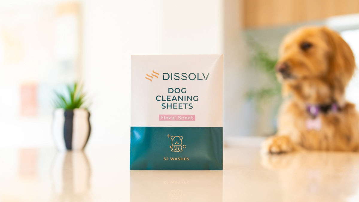 A golden Groodle waiting at the kitchen counter behind a pack of DSSLV dog cleaning sheets