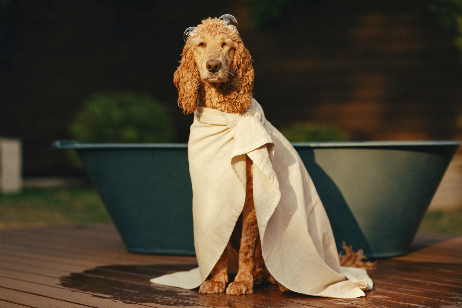 A freshly washed golden Groodle wrapped in a linen towel after a bath