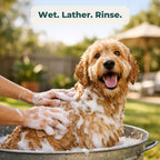 Wet. Lather. Rinse. A happy Groodle mid-bath with a rich shampoo lather